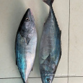 Tuna congelada Bonito de Albacore inteiro em massa